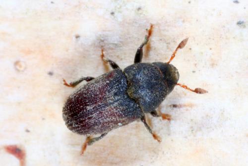 Réf. 179 900 : Hylesinus sp.
